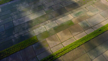 Aerial view of green fertile farmland of rice fields. Beautiful landscapes of agricultural or cultivating areas in tropical countries.