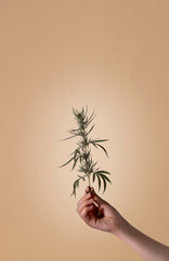 Flowering cannabis plant. Grower holds fresh branch in his hand. Marijuana bloom on purple...