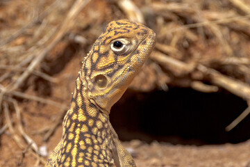 Central Netted Dragon in Northern Territory Australia