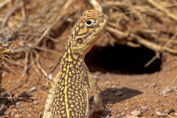 Central Netted Dragon in Northern Territory Australia