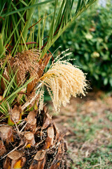 Blooming date palm tassels among green leaves. Close-up. High quality photo