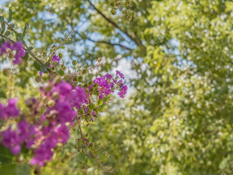 百日紅images Browse 1 517 Stock Photos Vectors And Video Adobe Stock