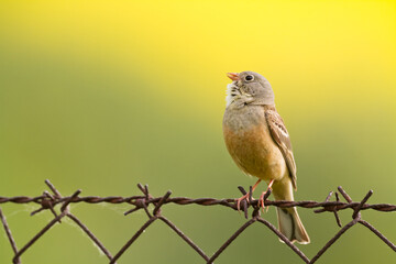 Bird - Ortolan Bunting Emberiza hortulana in its natural environment