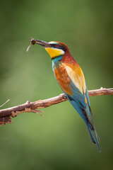 European Bee-Eater (Merops apiaster) perched on Branch near Breeding Colony. Wildlife scene of Nature in Northern Poland - Europe