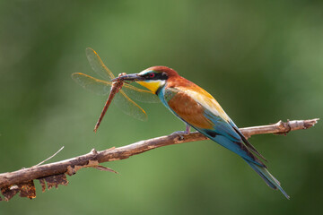 European Bee-Eater (Merops apiaster) perched on Branch near Breeding Colony. Wildlife scene of Nature in Northern Poland - Europe