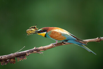 European Bee-Eater (Merops apiaster) perched on Branch near Breeding Colony. Wildlife scene of Nature in Northern Poland - Europe