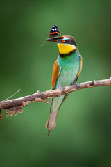 European Bee-Eater (Merops apiaster) perched on Branch near Breeding Colony. Wildlife scene of Nature in Northern Poland - Europe