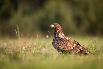 Majestic predator White-tailed eagle, Haliaeetus albicilla in Poland wild nature juvenile bird