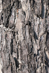 The bark texture of the tree is old. close up.