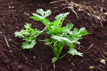 Close up fresh growing green coriander (cilantro) leaves in vegetable plot