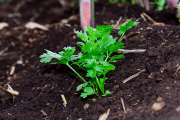 Close up fresh growing green coriander (cilantro) leaves in vegetable plot