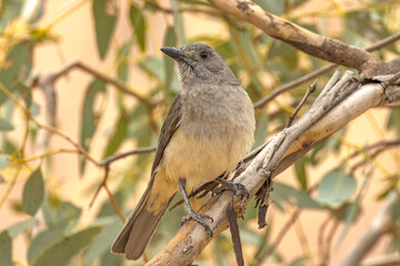 Grey Shrike Thrush in Northern Territory Australia