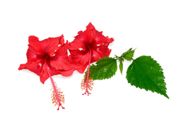 Red Hibiscus flower isolated on white background