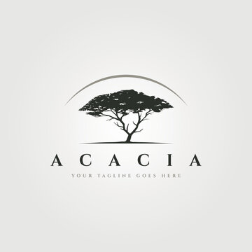 acacia tree logo vintage vector symbol illustration design, old tree logo design