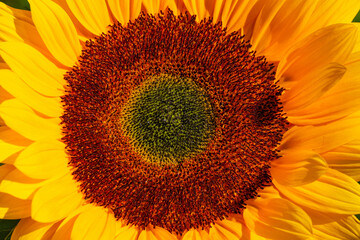 Sunflower  || Zonnebloem