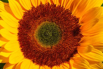 Fotobehang Sunflower     Zonnebloem © Holland-PhotostockNL