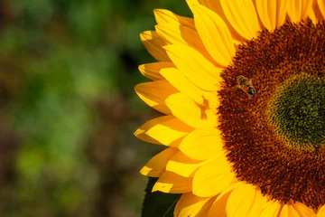 Foto op Plexiglas Sunflower     Zonnebloem © Holland-PhotostockNL