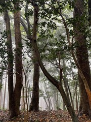 Fototapeta premium Misty Forest with Tall Trees and Quiet Atmospheric Woodland