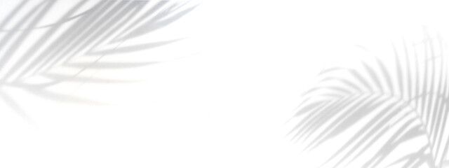 Tropical palm leaves shadow on white wall background with copy space, Panorama banner