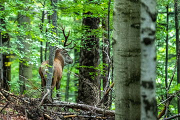 Red Deer (Cervus elaphus) stag during the rutting season. Bieszczady Mts., Carpathians, Poland.