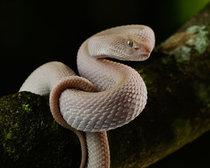 snake in a tree