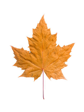 single isolated golden maple leaf