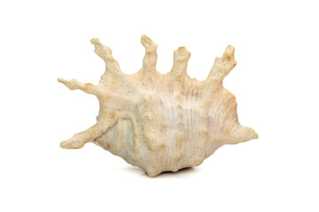 Image of lambis scorpius sea shell, common name the scorpion conch or scorpion spider conch, is a...