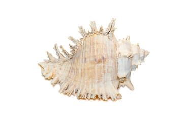 Obraz na płótnie Canvas Image of chicore us ramosus, common name the ramose murex or branched murex, is a species of predatory sea snail, a marine gastropod mollusk in the family Muricidae. Undersea Animals. Sea Shells.