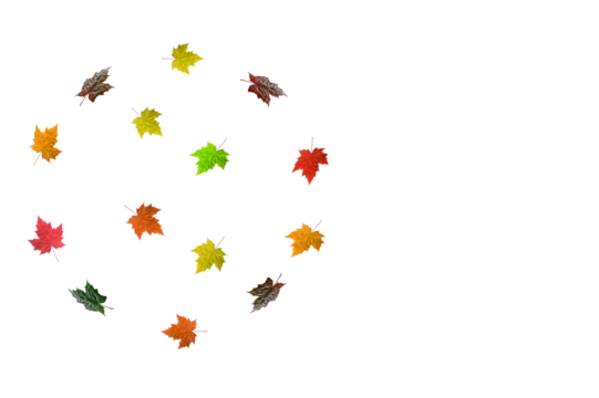 circle ball of dried maple leaves