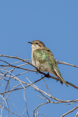 Horsfield's Bronze-Cuckoo in Northern Territory Australia