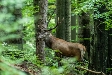 Red Deer (Cervus elaphus) stag during the rutting season. Bieszczady Mts., Carpathians, Poland.