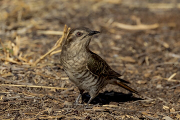 Horsfield's Bronze-Cuckoo in Northern Territory Australia