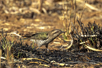 Horsfield's Bronze-Cuckoo in Northern Territory Australia
