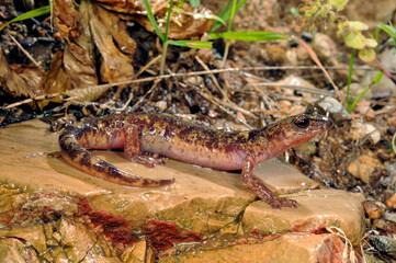 Monte Albo cave salamander // Monte-Albo-Höhlensalamander (Speleomantes flavus / Hydromantes flavus) - Sardinia, Italy