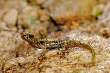 Obraz na płótnie Canvas juvenile Monte Albo cave salamander // junger Monte-Albo-Höhlensalamander (Speleomantes flavus / Hydromantes flavus) - Sardinia, Italy