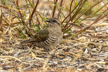 Horsfield's Bronze-Cuckoo in Northern Territory Australia