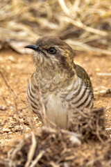 Horsfield's Bronze-Cuckoo in Northern Territory Australia