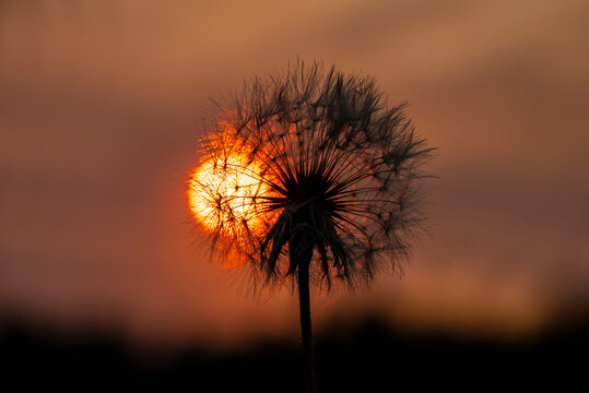 Dandelion at sunset.
Against the background of the setting sun, the structure of a dandelion is visible.
