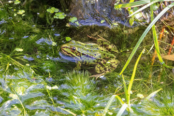 Frosch im Wasser