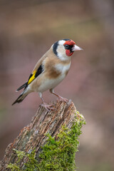 A profile close up portrait of a european goldfinch, carduelis,  perched on an old tree stump
