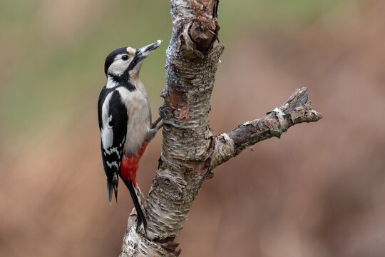 A profile portrait of a male great spotted woodpecker, Dendrocopos major, perched on a silver birch tree