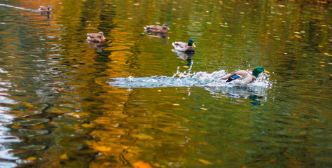 Birds and animals in the concept of wildlife. Amazing view of ducks swimming in the river in the autumn park on a cloudy day. Duck family in autumn. Autumn Park.