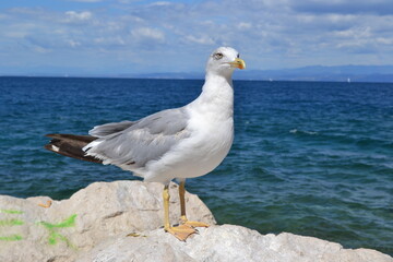 Fototapeta premium seagull on the rock