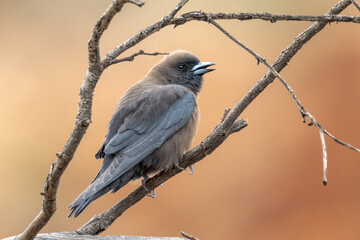 Little Woodswallow in Northern Territory Australia
