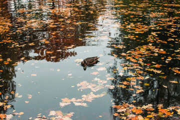 Birds and animals in the concept of wildlife. Amazing view of ducks swimming in the river in the autumn park on a cloudy day. Duck family in autumn. Autumn Park.