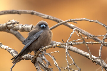Little Woodswallow in Northern Territory Australia