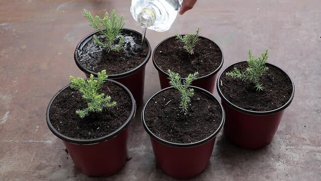 Watering a few young sequoia trees that growing in the pot - Concept for care