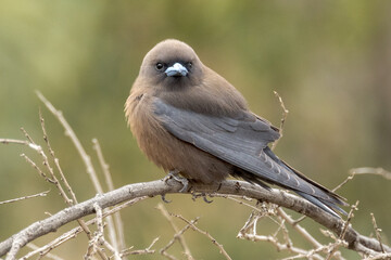 Little Woodswallow in Northern Territory Australia