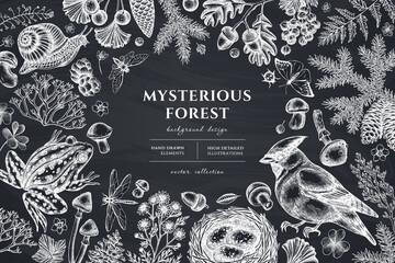Mysterious forest hand drawn illustration design. Background with chalk waxwing, snail, nest, pool frog, moss, spruce branch, pine cones, chamomile, mushrooms, insect, porcini, red currant, oak
