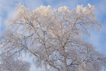 A tree with branches covered with fresh snow. The crown of a birch against a cloudy blue and white sky in winter. Background or illustration on the theme of a frosty winter day and cold season